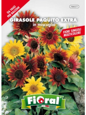 Fioral girasole Paquito extra in miscuglio