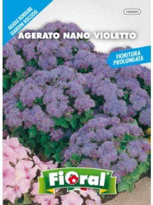 Fioral agerato nano violetto