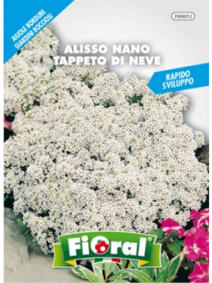 Fioral alisso nano tappeto di neve