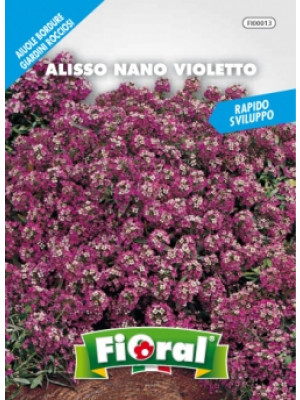 Fioral alisso nano violetto