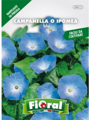 Fioral campanella ipomea blu