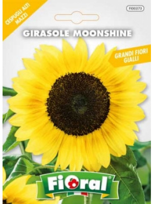 Fioral girasole moonshine