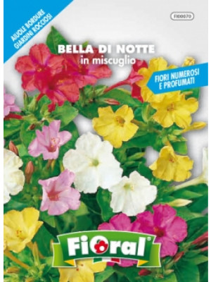 Fioral bella di notte in miscuglio