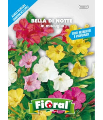 Fioral bella di notte in miscuglio