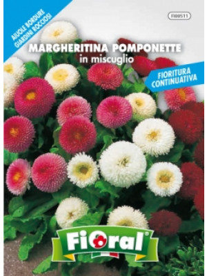 Fioral margheritina pomponette