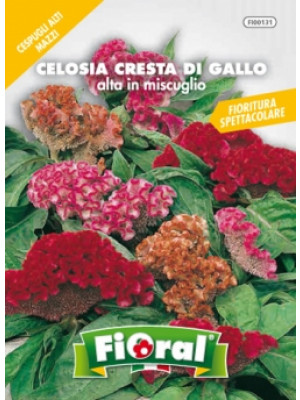 Fioral celosia cresta di gallo alta