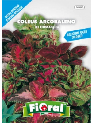 Fioral coleus arcobaleno