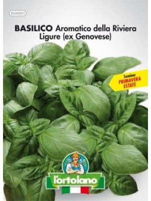 Basilico ligure ex genovese