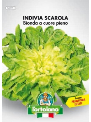 Indivia scarola bionda a cuore pieno