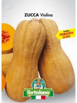 ZUCCA VIOLINA