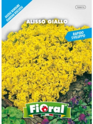 Fioral alisso giallo