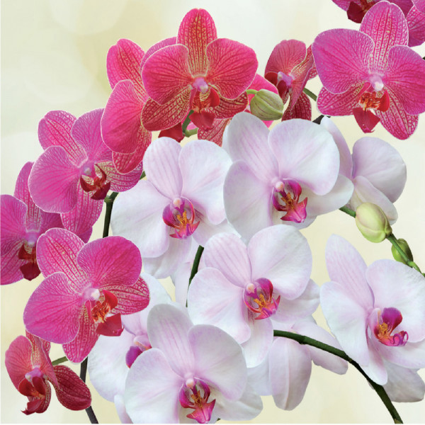 Flortis concime orchidee gr 300