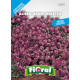 Fioral alisso nano violetto